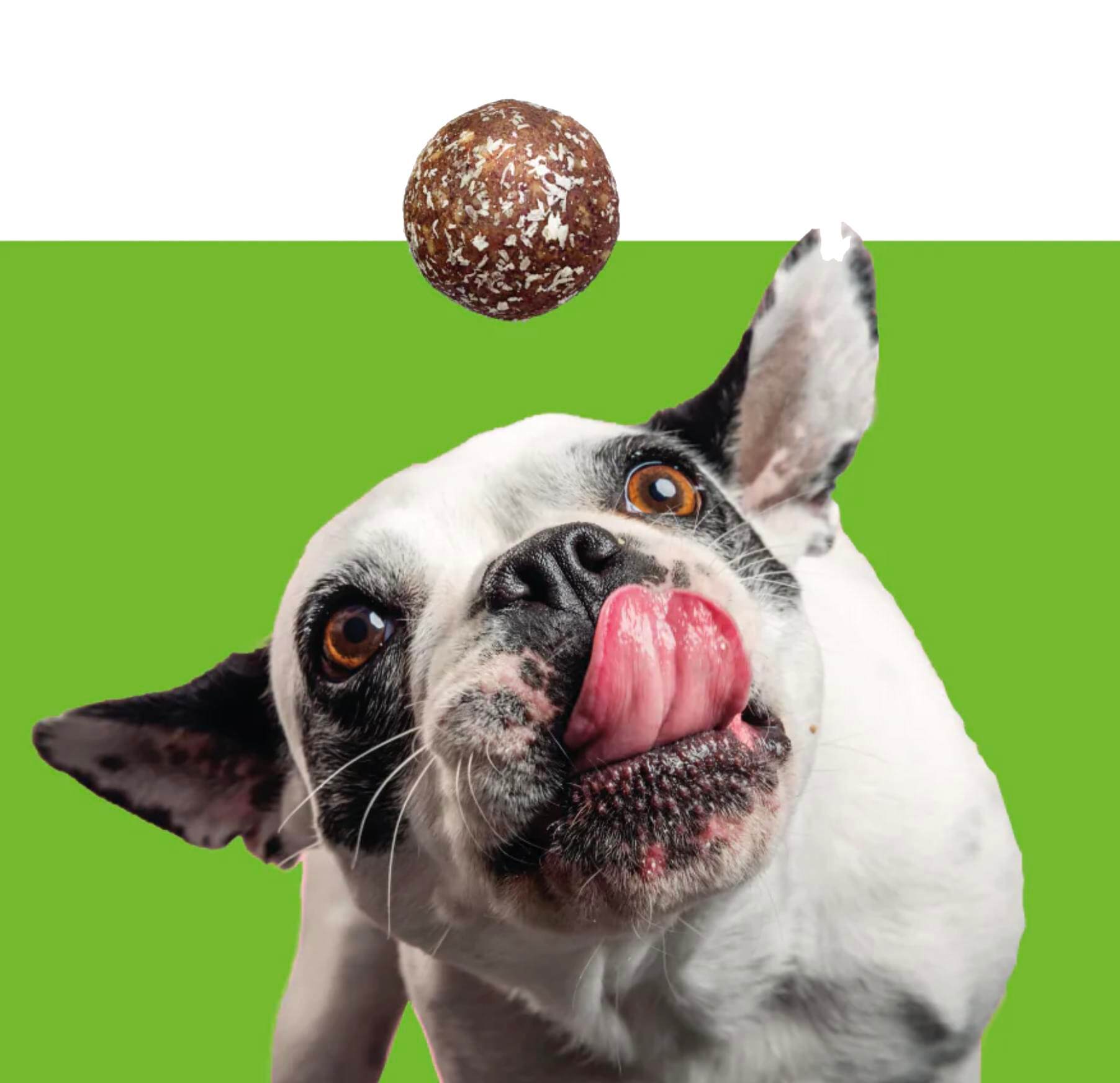 2.4.2 DOG  AND TREAT